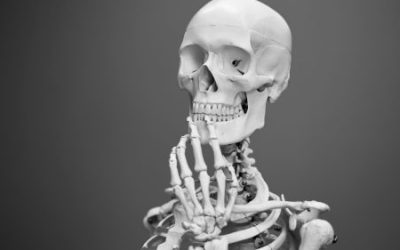 Vertebra 101